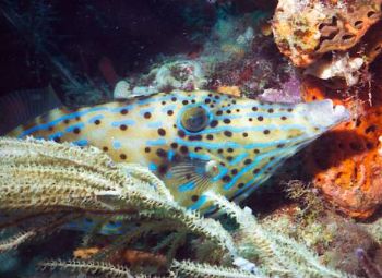 Tight shot of a brilliant Scrawled Filefish taken at Gulf... by Robyn Churchill 